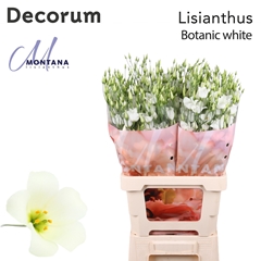 Eustoma Single Botanic White 70cm
