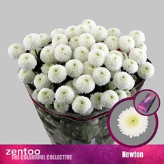 Chrysanth Spray Newton 70cm 70gr.