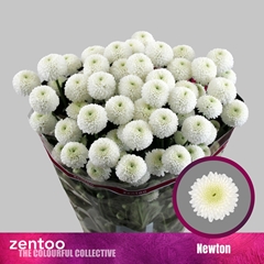 Chrysanth Spray Newton 70cm 70gr.