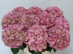 Hydrangea Royal Palace Classic 60cm 16-18cm Hd