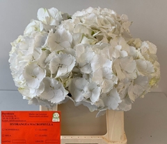 Hydrangea Schneeball 40cm 12-14cm Hd