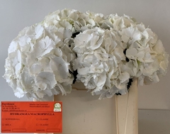 Hydrangea Schneeball 50cm 14-16cm Hd