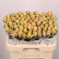 Rosa Alchemy 60cm