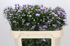 Aster Astee Milka 70cm 15gr.