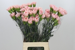 Dianthus Single Sarah Pink 70cm