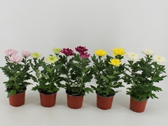 Chrysanth Zembla Mix 12Ø 30cm