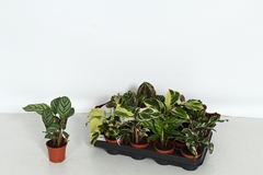 Calathea Mix 7Ø 15cm
