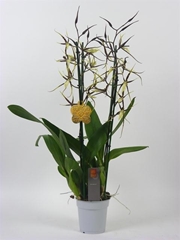 Bratonia Toscane 9Ø 45cm 1st