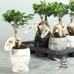 Ficus Microcarpa Ginseng 11Ø 30cm