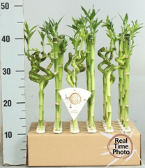 Dracaena Lucky Bamboo 5Ø 40cm