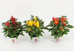 Capsicum Mambo Mix 12Ø 25cm