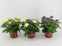 Chrysanth Cosmo Mix 15Ø 33cm