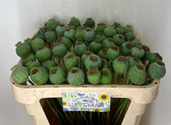 Papaver Somniferum Seedbox 65cm