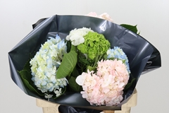 Hydrangea Premium Mix 60cm