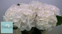 Hydrangea White Verena 80cm 21-23cm Hd