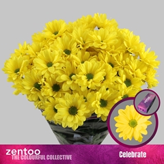 Chrysanth Spray Celebrate 70cm 85gr.