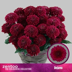 Chrysanth Spray Dejavu 70cm 75gr.