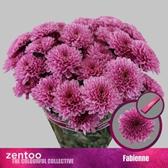 Chrysanth Spray Fabiënne 70cm 80gr.