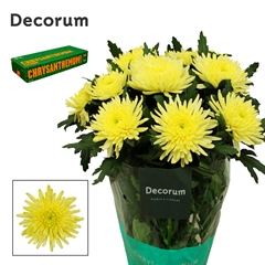 Chrysanth Single Topspin Yellow 70cm 80gr.