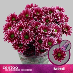 Chrysanth Spray Hardwell 70cm 75gr.