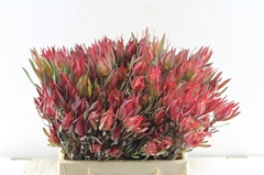 Leucadendron Salignum Blush 40cm Spray