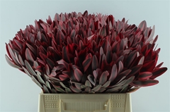 Leucadendron Jester 40cm