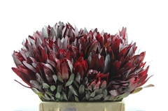 Leucadendron Safari Sunset 40cm