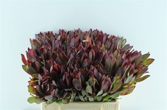 Leucadendron Senorita 40cm