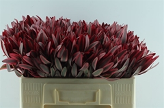 Leucadendron Jester 50cm