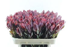 Leucadendron Senorita 70cm