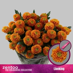 Chrysanth Spray Lionking 70cm 80gr.