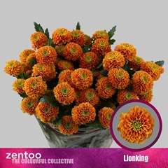 Chrysanth Spray Lionking 70cm 80gr.