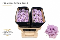 Rosa Ocean Song 50cm