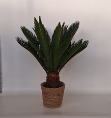 Cycas Revoluta 18Ø 60cm