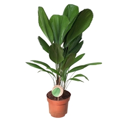 Licuala 29Ø 100cm
