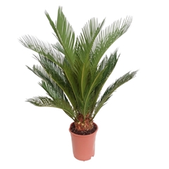 Cycas Revoluta 17Ø 65cm