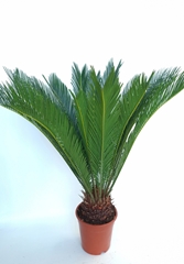 Cycas Revoluta 19Ø 80cm