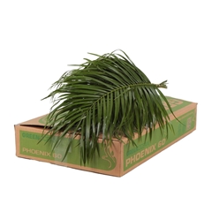 Phoenix Roebeleni Per Bunch 60cm