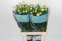 Ranunculus Butterfly Graces 70cm 40gr.