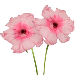 Ranunculus Butterfly Musa 50cm 30gr.