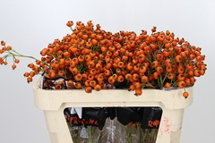 Rosa Hiphop Sunset 70cm