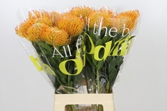 Leucospermum Ayoba Sun 70cm