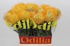 Leucospermum Jelena 50cm