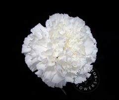 Dianthus Single White 55cm