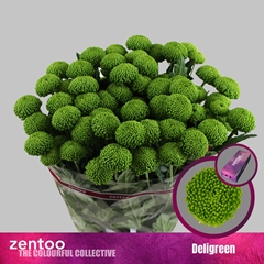 Chrysanth Spray Deligreen 70cm 90gr.