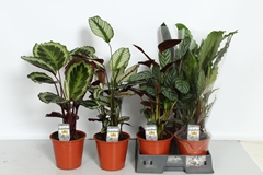 Calathea Mixed 5 Varietys 19Ø 85cm