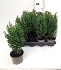 Chamaecyparis Ellwoodii 10Ø 32cm