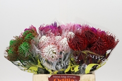 Leucospermum Painted Mix 40cm