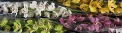 Cymbidium Mix 100cm