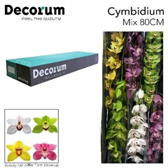 Cymbidium Mix 80cm